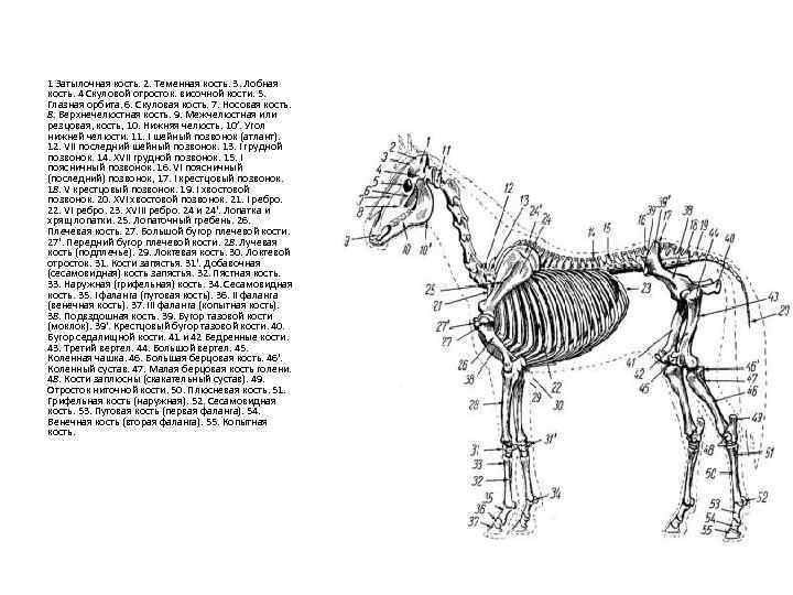 1 Затылочная кость. 2. Теменная кость. 3. Лобная кость. 4 Скуловой отросток. височной кости.