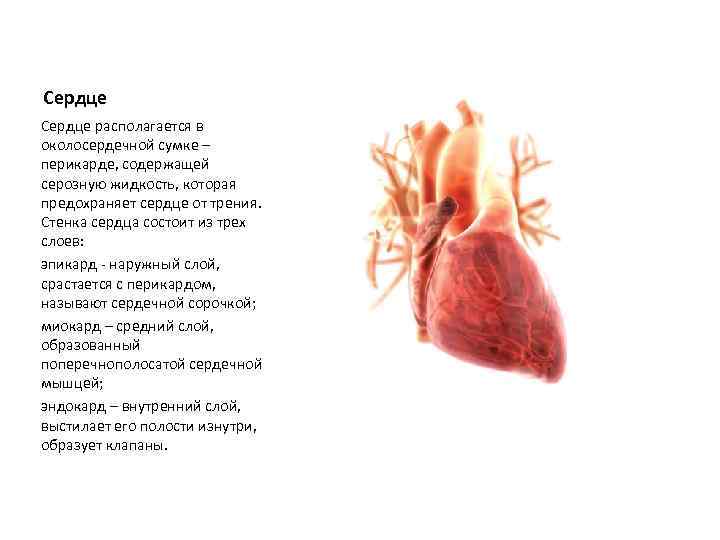 Жидкость в сердце. Сердце располагается в околосердечной сумке перикарде содержащей. Сердце расположено в перикарде. Жидкость в околосердечной сумке в перикарде. Перикард серозная жидкость.