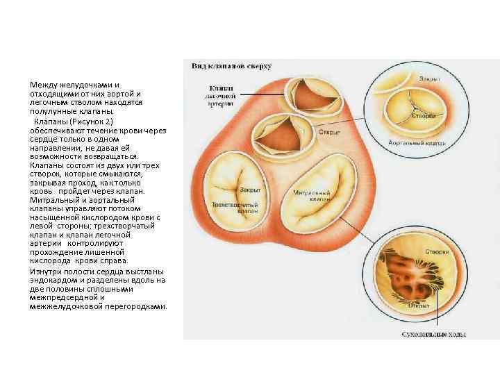 Между желудочками и отходящими от них аортой и легочным стволом находятся полулунные клапаны. Клапаны