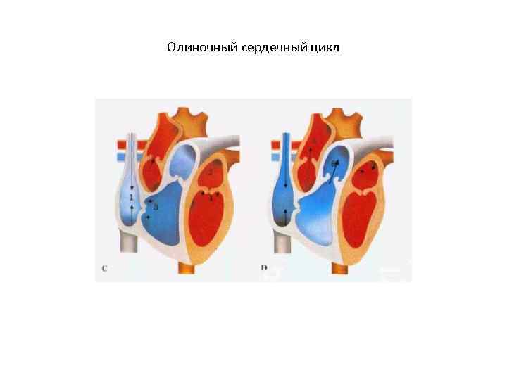 Одиночный сердечный цикл 