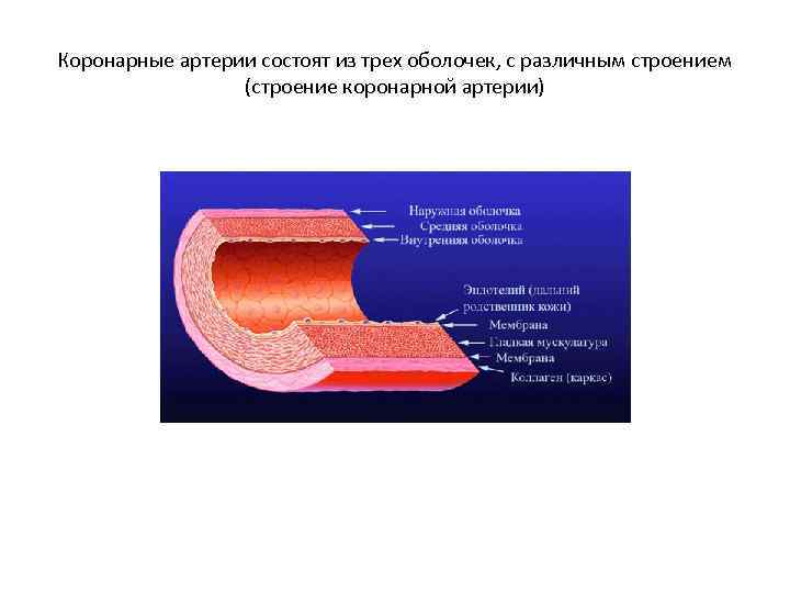 Воспаление среднего слоя артериальной стенки латынь