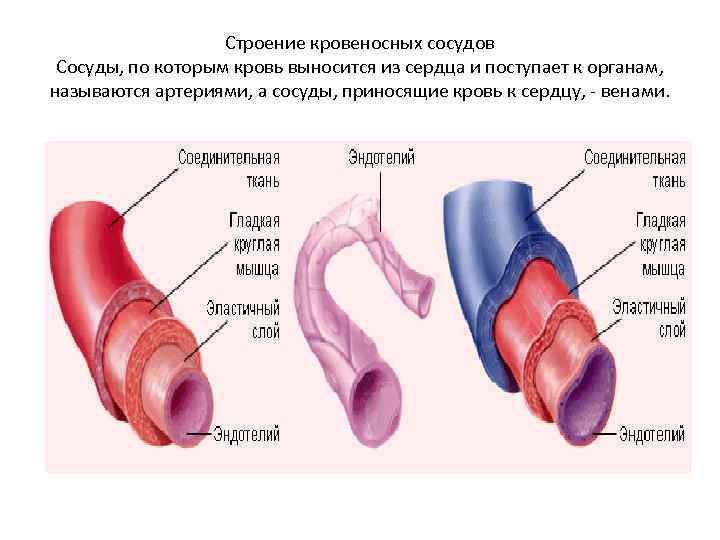 Строение кровеносных сосудов Сосуды, по которым кровь выносится из сердца и поступает к органам,