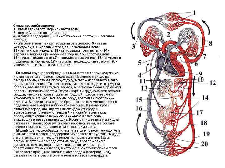 Кровообращение конечностей животных. Кровообращение вены схема. Артерии большого круга схема. Верхняя и нижняя полые вены аорта брюшная аорта. Схема венозных сосудов верхней половины туловища.