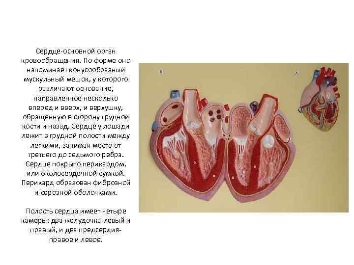 Мускульный мешок орган. Куриное сердце строение. Сердце располагается в околосердечной сумке перикарде содержащей.