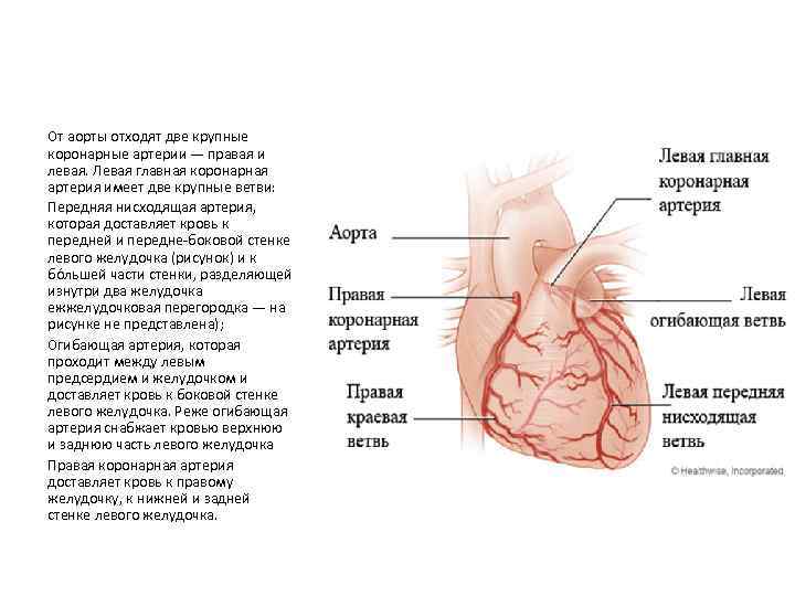 Презентация коронарные артерии