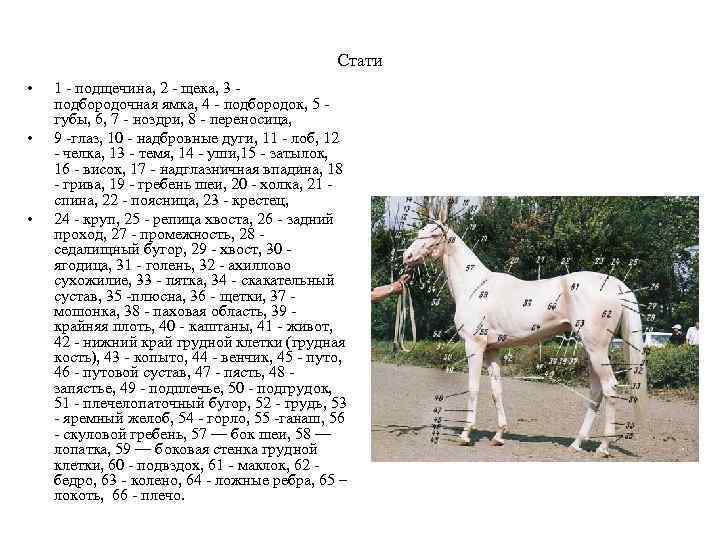 Стати • • • 1 - подщечина, 2 - щека, 3 - подбородочная ямка,