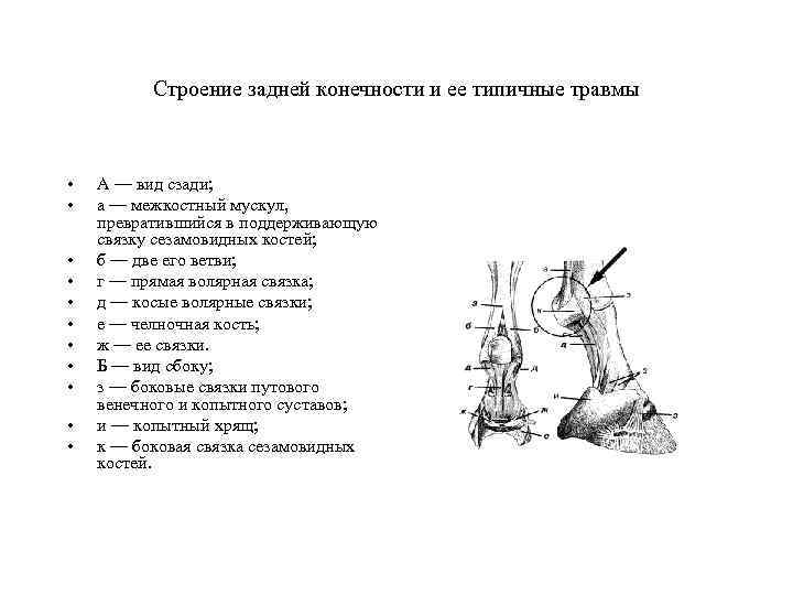 Строение задней