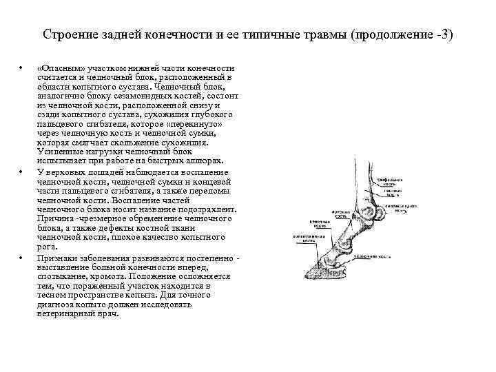 Строение задней конечности и ее типичные травмы (продолжение -3) • • • «Опасным» участком