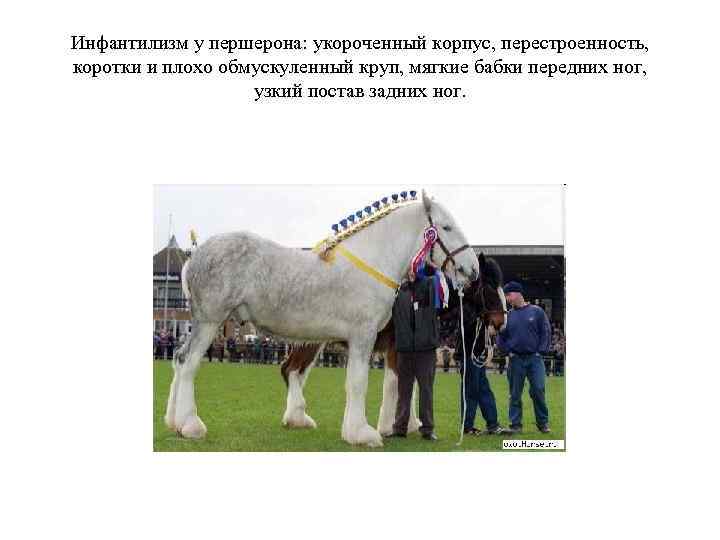 Инфантилизм у першерона: укороченный корпус, перестроенность, коротки и плохо обмускуленный круп, мягкие бабки передних
