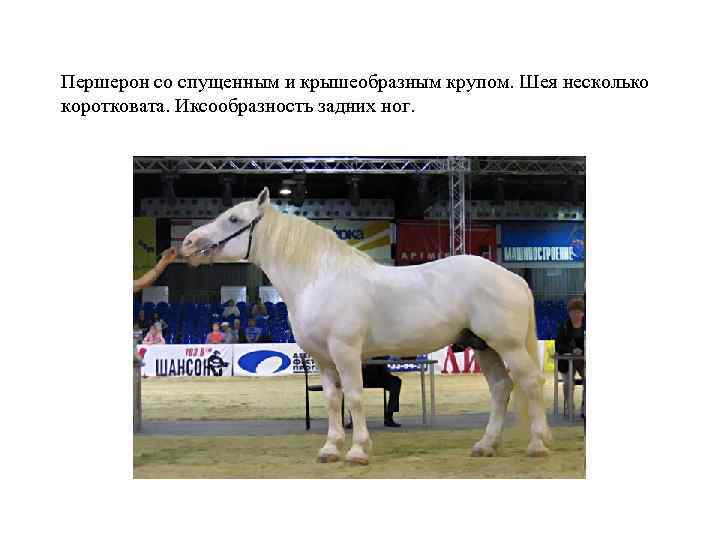 Першерон со спущенным и крышеобразным крупом. Шея несколько коротковата. Иксообразность задних ног. 