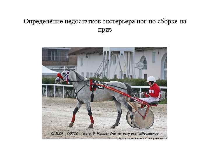 Определение недостатков экстерьера ног по сборке на приз 