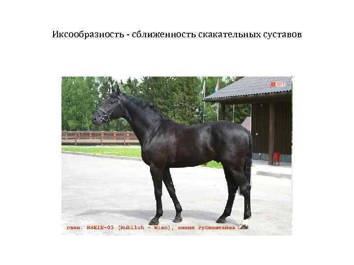 Иксообразность - сближенность скакательных суставов 