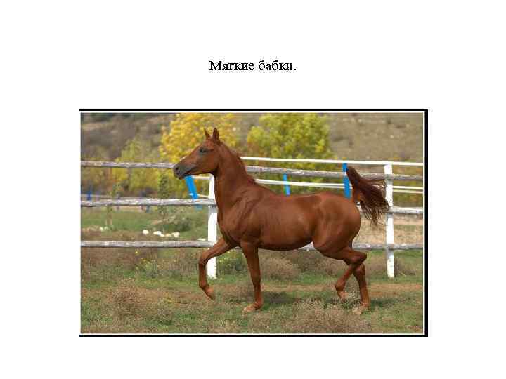 Мягкие бабки. 