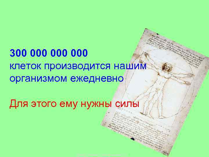 300 000 000 клеток производится нашим организмом ежедневно Для этого ему нужны силы Copyright