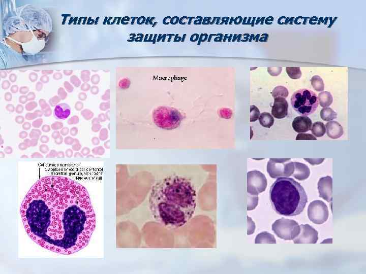 Типы клеток, составляющие систему защиты организма 