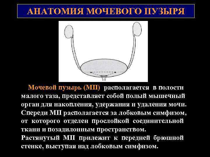 АНАТОМИЯ МОЧЕВОГО ПУЗЫРЯ Мочевой пузырь (МП) располагается в полости малого таза, представляет собой полый