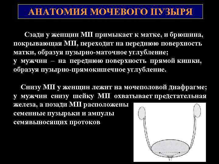 АНАТОМИЯ МОЧЕВОГО ПУЗЫРЯ Сзади у женщин МП примыкает к матке, и брюшина, покрывающая МП,