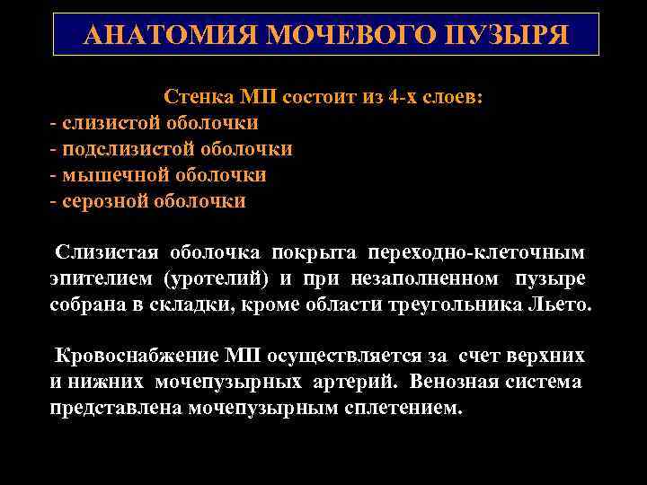 АНАТОМИЯ МОЧЕВОГО ПУЗЫРЯ Стенка МП состоит из 4 -х слоев: - слизистой оболочки -