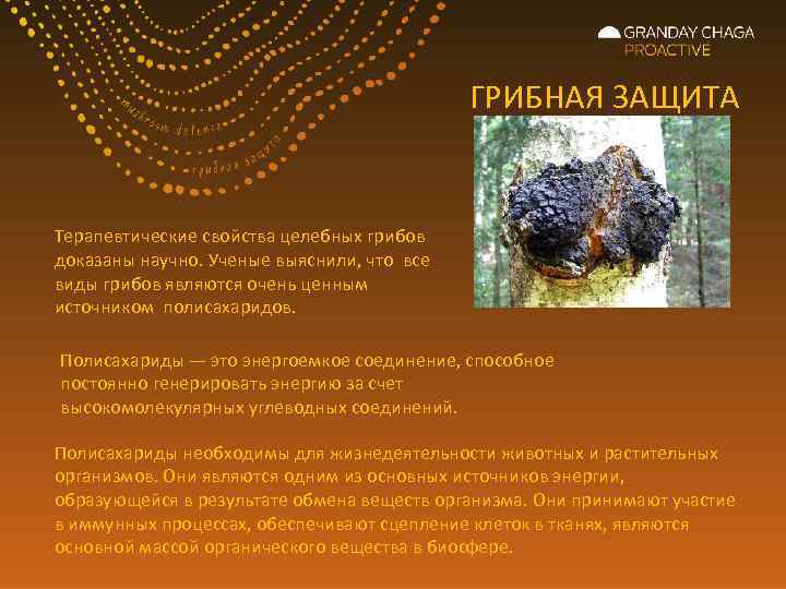 ГРИБНАЯ ЗАЩИТА Терапевтические свойства целебных грибов доказаны научно. Ученые выяснили, что все виды грибов