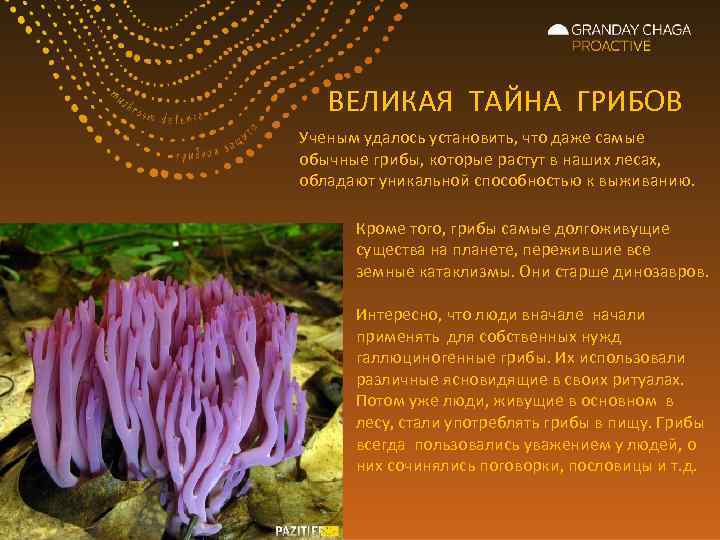 ВЕЛИКАЯ ТАЙНА ГРИБОВ Ученым удалось установить, что даже самые обычные грибы, которые растут в