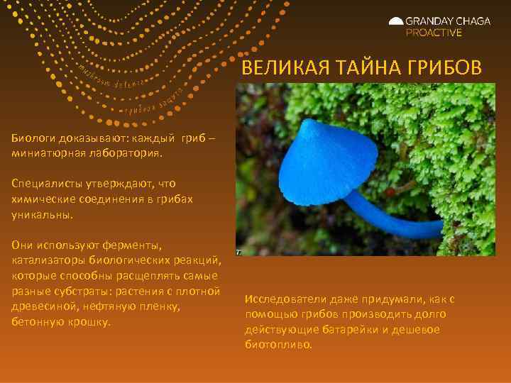 ВЕЛИКАЯ ТАЙНА ГРИБОВ Биологи доказывают: каждый гриб – миниатюрная лаборатория. Специалисты утверждают, что химические