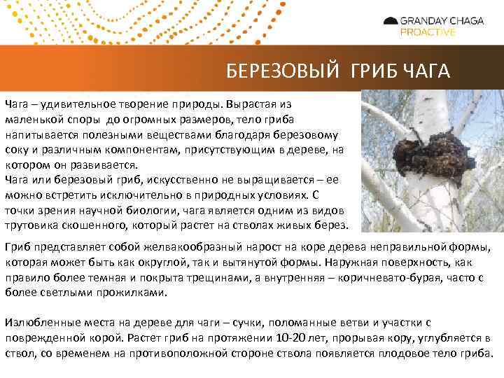 БЕРЕЗОВЫЙ ГРИБ ЧАГА Чага – удивительное творение природы. Вырастая из маленькой споры до огромных