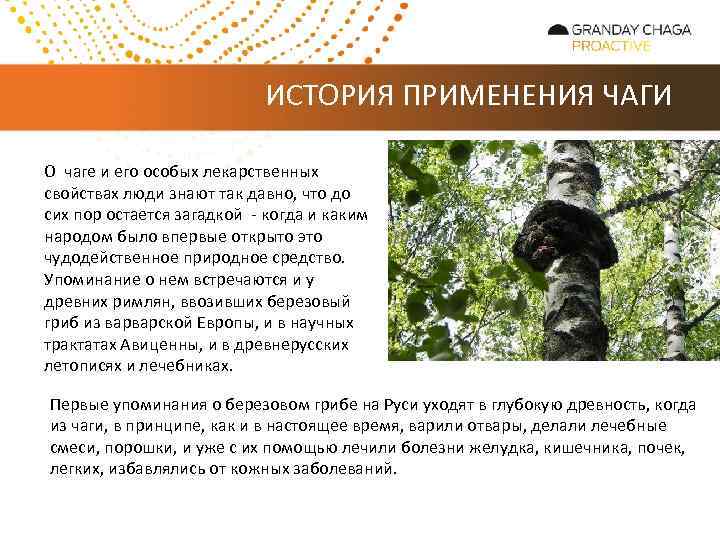 ИСТОРИЯ ПРИМЕНЕНИЯ ЧАГИ О чаге и его особых лекарственных свойствах люди знают так давно,