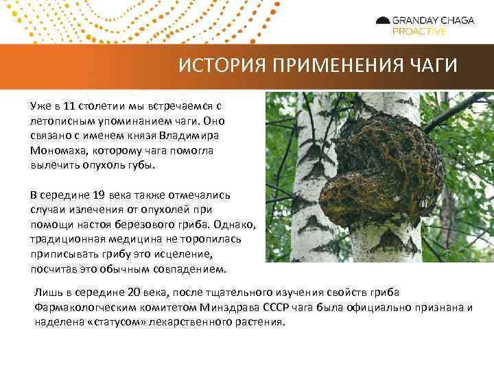 ИСТОРИЯ ПРИМЕНЕНИЯ ЧАГИ Уже в 11 столетии мы встречаемся с летописным упоминанием чаги. Оно
