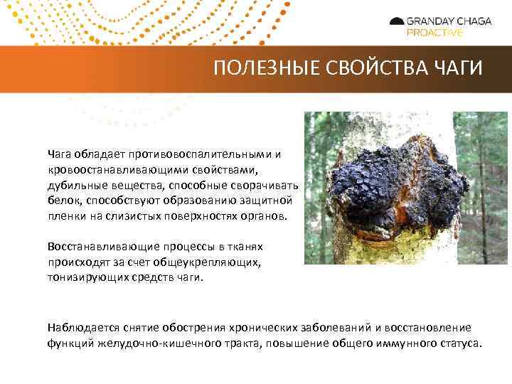 ПОЛЕЗНЫЕ СВОЙСТВА ЧАГИ Чага обладает противовоспалительными и кровоостанавливающими свойствами, дубильные вещества, способные сворачивать белок,