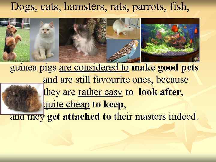 Dogs, cats, hamsters, rats, parrots, fish, guinea pigs are considered to make good pets