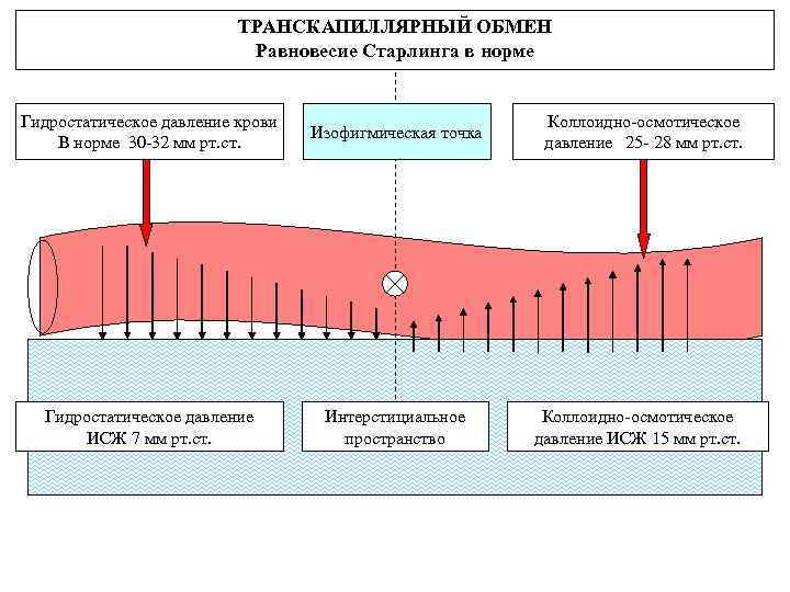  ТРАНСКАПИЛЛЯРНЫЙ ОБМЕН Равновесие Старлинга в норме Гидростатическое давление крови В норме 30 -32