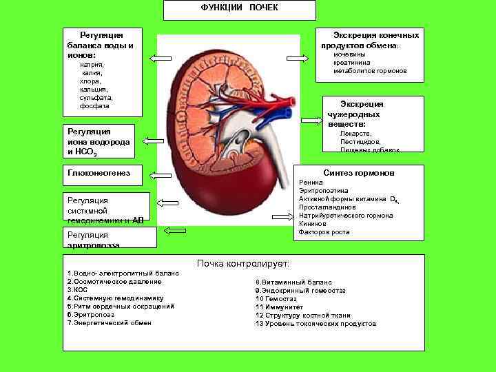 ФУНКЦИИ ПОЧЕК Экскреция конечных продуктов обмена: Регуляция баланса воды и ионов: мочевины креатинина метаболитов
