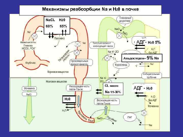 Механизмы реабсорбции Na и Н 20 в почке Na. CL Н 20 60% 65%