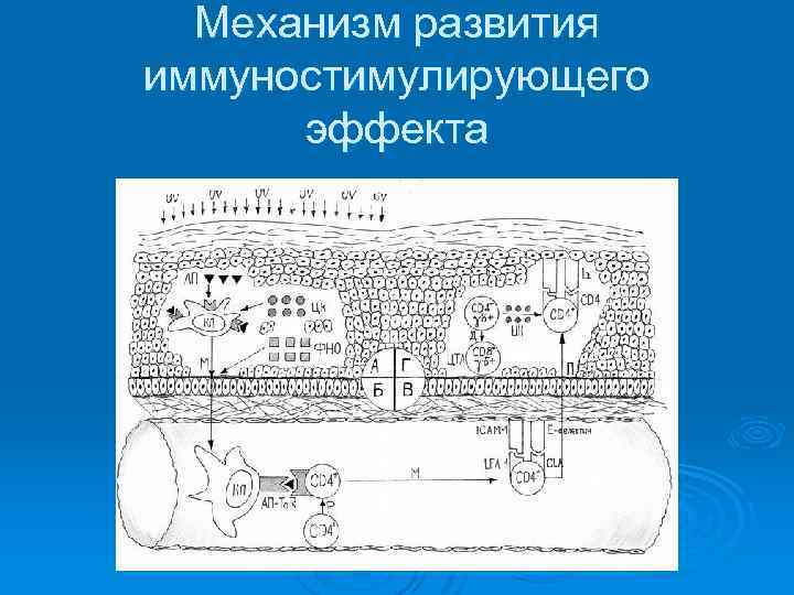 Механизм развития иммуностимулирующего эффекта 