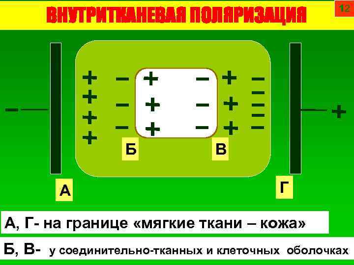 ВНУТРИТКАНЕВАЯ ПОЛЯРИЗАЦИЯ Б А 12 В Г А, Г- на границе «мягкие ткани –