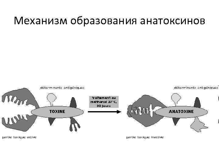 Механизм образования анатоксинов 