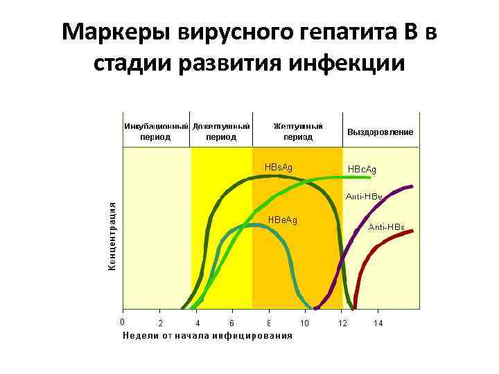Маркеры вирусного гепатита В в стадии развития инфекции 