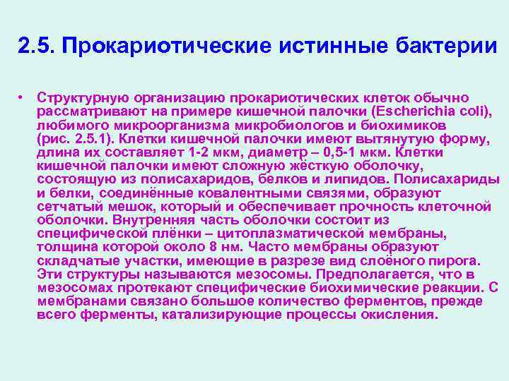 2. 5. Прокариотические истинные бактерии • Структурную организацию прокариотических клеток обычно рассматривают на примере