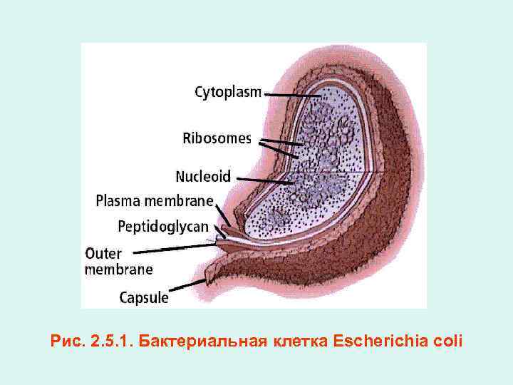 Рис. 2. 5. 1. Бактериальная клетка Escherichia coli 