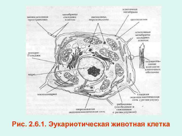 Рис. 2. 6. 1. Эукариотическая животная клетка 