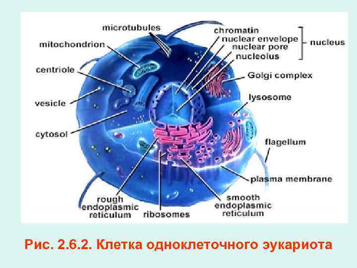 Рис. 2. 6. 2. Клетка одноклеточного эукариота 