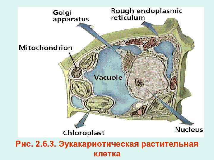 Рис. 2. 6. 3. Эукакариотическая растительная клетка 