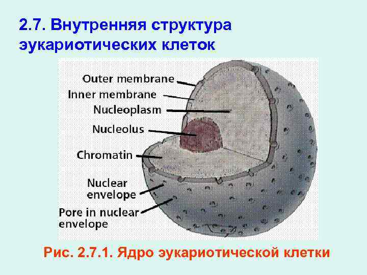 Клеточное ядро таблица. Строение ядра эукариотической клетки. Структура ядра эукариотической клетки. Строение ядра эукариотической. Ядро эукариотической клетки строение и функции.