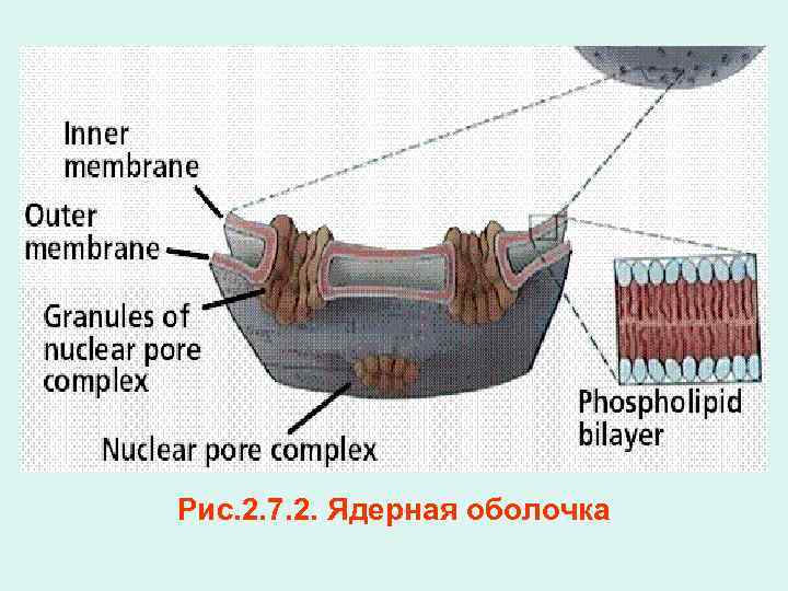 Рис. 2. 7. 2. Ядерная оболочка 