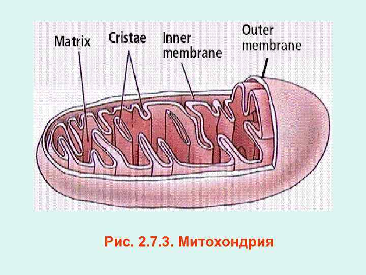 Рис. 2. 7. 3. Митохондрия 