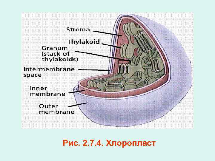 Рис. 2. 7. 4. Хлоропласт 