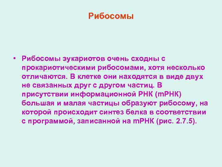 Рибосомы • Рибосомы эукариотов очень сходны с прокариотическими рибосомами, хотя несколько отличаются. В клетке