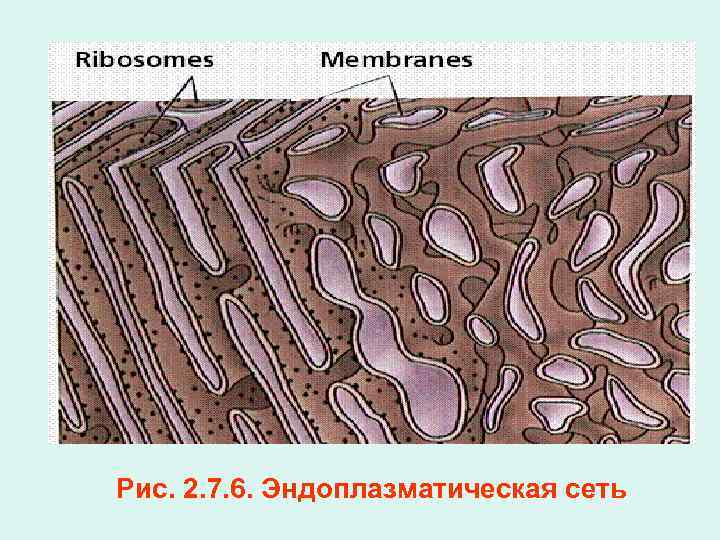 Рис. 2. 7. 6. Эндоплазматическая сеть 