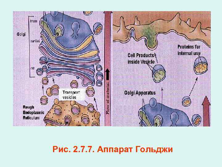 Рис. 2. 7. 7. Аппарат Гольджи 