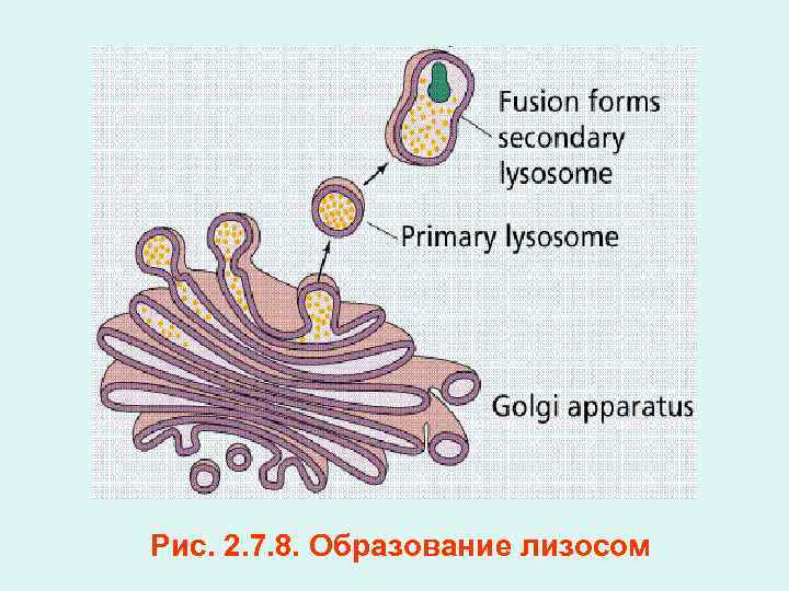 Рис. 2. 7. 8. Образование лизосом 